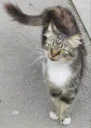 Без кота жизнь не та