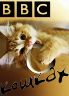 БиБиСи о кошках