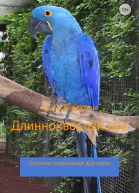 Длиннохвостый ара Кухонносоциальная дрррама
