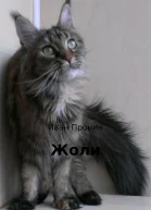 Жоли