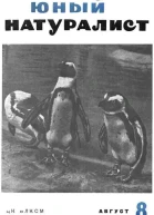 Журнал Юный Натуралист 8 1936